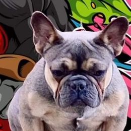 Chardonnay - French Bulldog