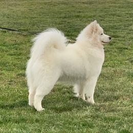 Harley - Samoyed