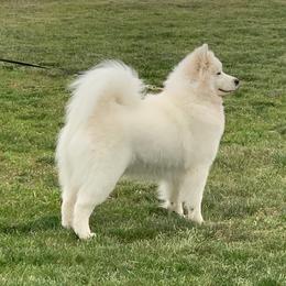 Harley - Samoyed