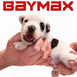 Baymax - Sable male Chinese Crested puppy in Destin, Florida from Fairy Tale Cresteds