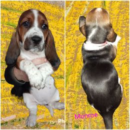Basset Hound Puppies from Dream Hounds of Michigan