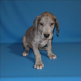 Axel - Merle male Great Dane puppy in Walker, Louisiana from La Rebel Danes