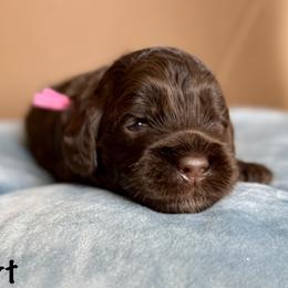 Heart - Chocolate female Australian Labradoodle puppy in Morgan Hill, California from Loving Labradoodles