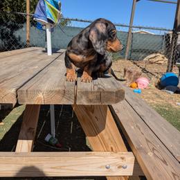 Dapple 1 - Dapple female Dachshund puppy in Phelan, California from Elite Parson Russells