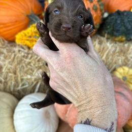 Freedom - Chocolate female Dachshund puppy in Hermiston, Oregon from The Wanderin’ Doxie