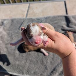 Keen - White and buff male Bichon Frise puppy in Harrisonville, Missouri from Trailside Mini Aussies