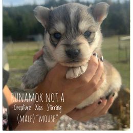 Runamok Not A Creature Was Stirring (Mouse) - Wolf sable male Pomsky puppy in St. Maries, Idaho from Runamok Farm