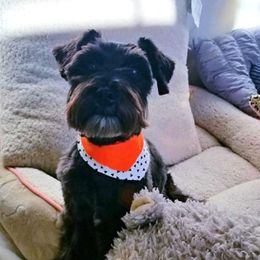 Mila - Miniature Schnauzer
