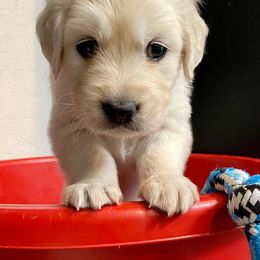 Golden Retriever Puppies from Norterra Goldens