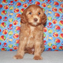 Rose - Caramel female Australian Labradoodle puppy in Hackettstown, New Jersey from Sunny Heart Doodles