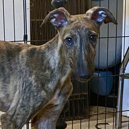 Titan - Red brindle male Greyhound puppy in Florida from Running to Stand Still (RTSS)