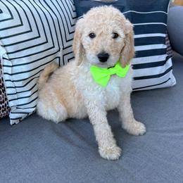 Cupid - Cream male Goldendoodle puppy in Social Circle, Georgia from Poppiedoodle Farms