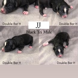 Pembroke Welsh Corgi and Toy Australian Shepherd Puppies from Double Bar H Corgis & Aussies