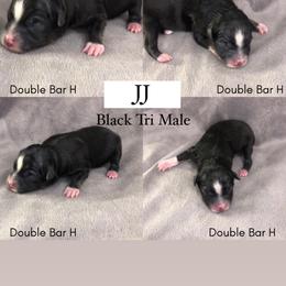 Pembroke Welsh Corgi and Toy Australian Shepherd Puppies from Double Bar H Corgis & Aussies