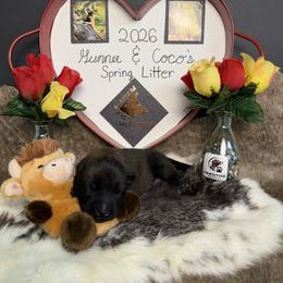 Male 1 - Mahogany male Belgian Malinois puppy in Cascade, Iowa from Platinum K9S