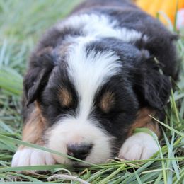 Australian Shepherd Puppies from Frying Pan Ranch Australian Shepherds