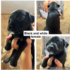 Mountain Feist Puppies from Campbell’s Feist