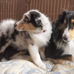 Shetland Sheepdog Puppies from Paradise Farms