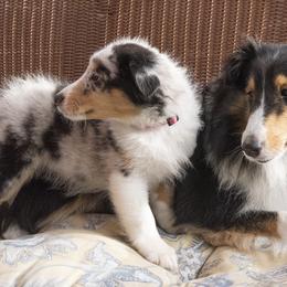 Shetland Sheepdog Puppies from Paradise Farms
