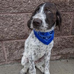 Boy 2 - Liver and white male German Wirehaired Pointer puppy in Potosi, Wisconsin from Point and Flush Gun Dogs