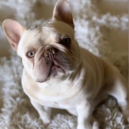 French Bulldogs from Knockout Frenchies