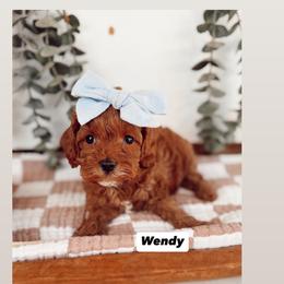Cavapoo and Goldendoodle Puppies from Pedersendoodles