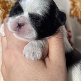 Ivory (Zoey) - Black and white female Shih Tzu puppy in Lakeland, Florida from Sunshine Shih Tzus