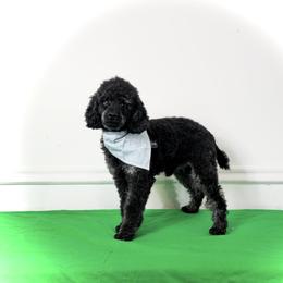 BENNIE-CKC FULL REGISTRATION - Phantom male Poodle puppy in Plainfield, New Jersey from Caris Paws Poodles and Labradoodles
