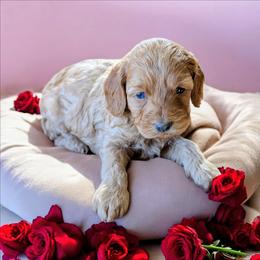 Rita - Red female Cockapoo puppy in Sparta, Missouri from Sis' Doodles & Poodles