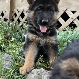 German Shepherd Puppies from Haus of Beautiful Chaos German Shepherds