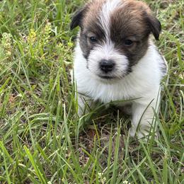 Sassy X Bruno Male 2 - White and tan male Russell Terrier puppy in Ocala, Florida from Jumping Jacks Russells