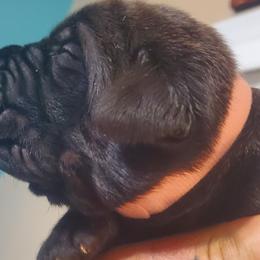 Boy 1 - Cane Corso puppy in Thomson, Georgia from Motorhead Cane Corso