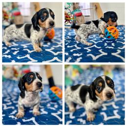 Beans - Black and tan male Dachshund puppy in Florida from Niki Humphries' Dachshunds