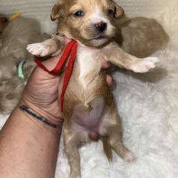 Spice - Red female Maltipoo puppy in Fredericktown, Missouri from Doodle Pups Fur-Ever
