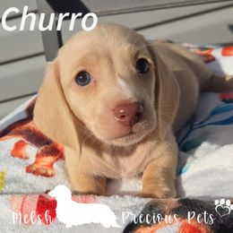 Churro - Cream male Dachshund puppy in Anamosa, Iowa from Melsh Precious Pets
