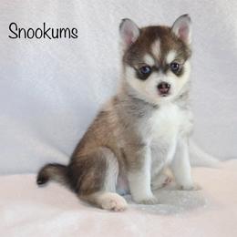 Snookums - Gray and white male Pomsky puppy in Denham Springs, Louisiana from Bayouland Pomskies