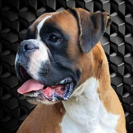 Abaddon - Boxer