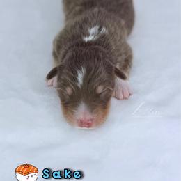 Sake - Red tri-color male Australian Shepherd puppy in Jonesborough, Tennessee from Lotus Australian Shepherds