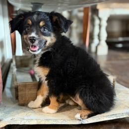 Sunny - Black tri female Miniature Australian Shepherd puppy in Licking, Missouri from Burnett Aussies