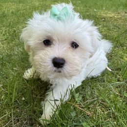 Girl 2 - White female Maltese puppy in Massachusetts from Happy Tail Yorkies and Maltese