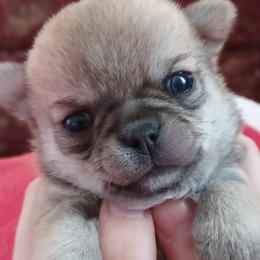 Chihuahua Puppies from Delinda's Chihuahuas