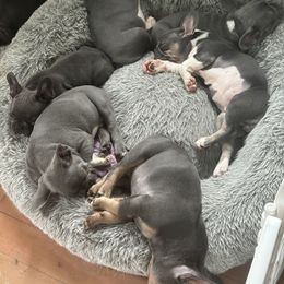 French Bulldog Puppies from High Tide Frenchies