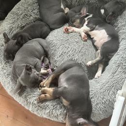 French Bulldog Puppies from High Tide Frenchies