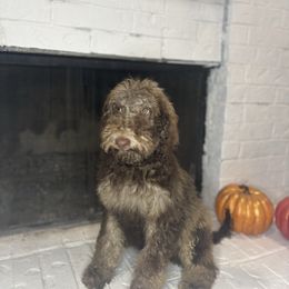 Daisy - Sable female Goldendoodle puppy in Arlington, Texas from Chambers Doodle Patch