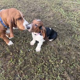 Basset Hound All Grown Up from Donald Swafford