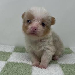 Vela (bluie merle) - Blue merle and white female American Corgi puppy in Waco, Texas from The Comma Corgis
