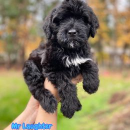 Boy 5 - Black and white Portuguese Water Dog puppy in Grants Pass, Oregon from Rogue River Portuguese Water Dogs