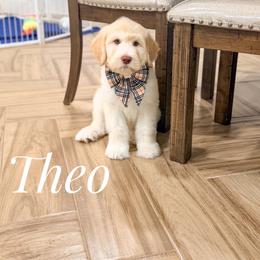 Theo - Cream male Goldendoodle puppy in Dallas County, Texas from Dream A Little Doodle