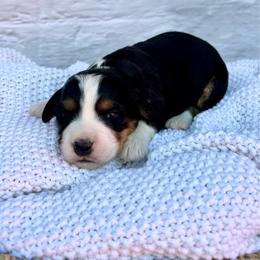 Lucy - Tri-color female Bernedoodle puppy in Lancaster, Missouri from Cavapoo Acres