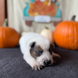 Ruger - Red speckled male Australian Cattle Dog puppy in Cottage Grove, Oregon from Heirloom Ranch